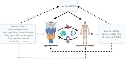 Appraising the causal relationship between thyroid function and rheumatoid arthritis: a two-sample bidirectional Mendelian randomization study